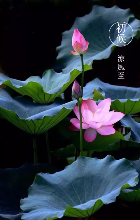 QQ图片20180807100053.png