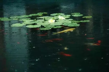 QQ图片20180807100237.png
