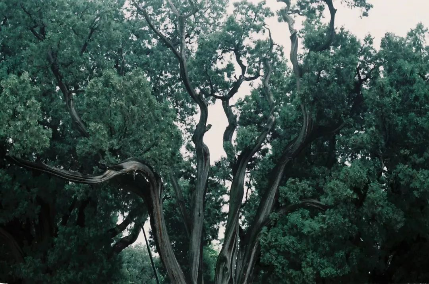 QQ图片20190620094341.png