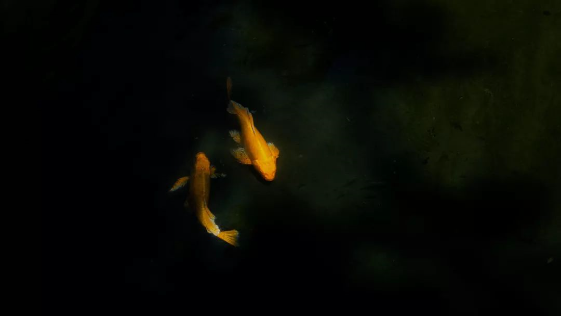 QQ图片20190816155217.png
