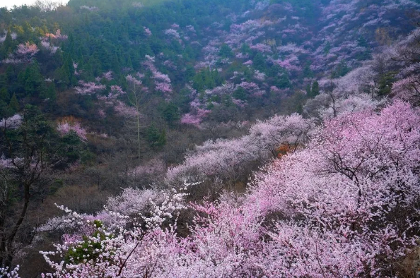 QQ图片20200401153605.png