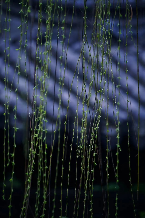 1679037301975487.png QQ图片20230317144033.png