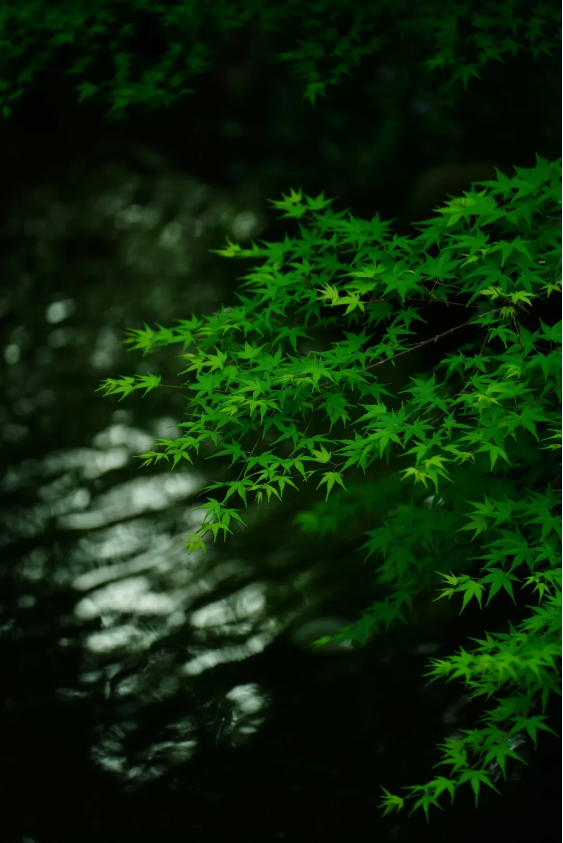 QQ图片20240619134255.png