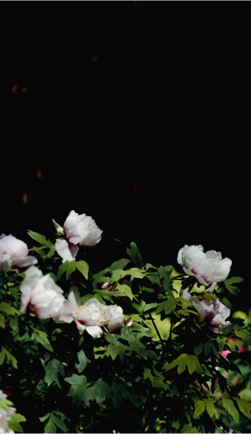 e4048c4a-3929-44cf-a040-45f7afc50dab.png