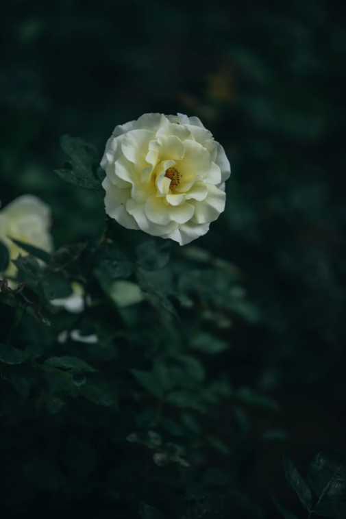 217a3268-adef-4bb8-878f-51fe89bd20e9.png