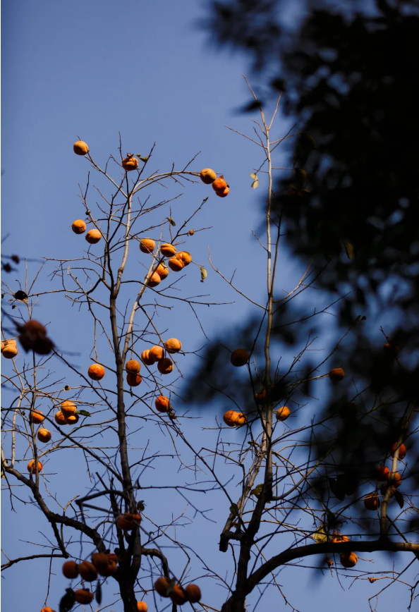 1758245061326869.png 18d5ff4d-a809-485a-80a0-0b931c9e2c6a.png